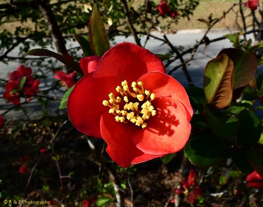 {Chaenomeles speciosa}